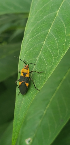 Oncopeltus zonatus (Erichson, 1848)