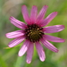 Tennessee Purple Coneflower - Photo (c) Ian Fraser Dawe, all rights reserved, uploaded by Ian Fraser Dawe