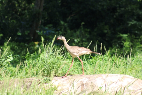 Red-legged Seriema
