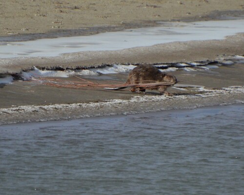 animal observation 3