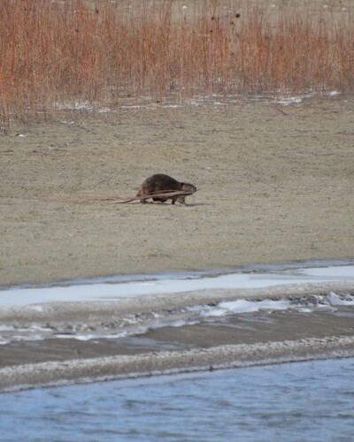 animal observation 2