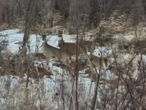 iNaturalist observation 2025-12-17
