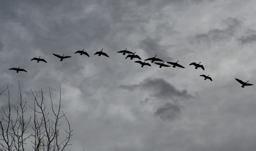 iNaturalist observation 2025-12-22