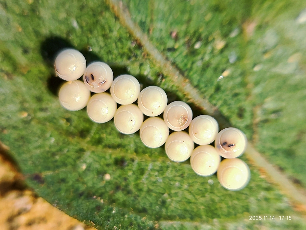 Lychee Stink Bug in November 2025 by 九天. Have been heavily infested by ...