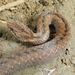 Triangle-spotted Snakes - Photo (c) Tony Gerard, all rights reserved, uploaded by Tony Gerard