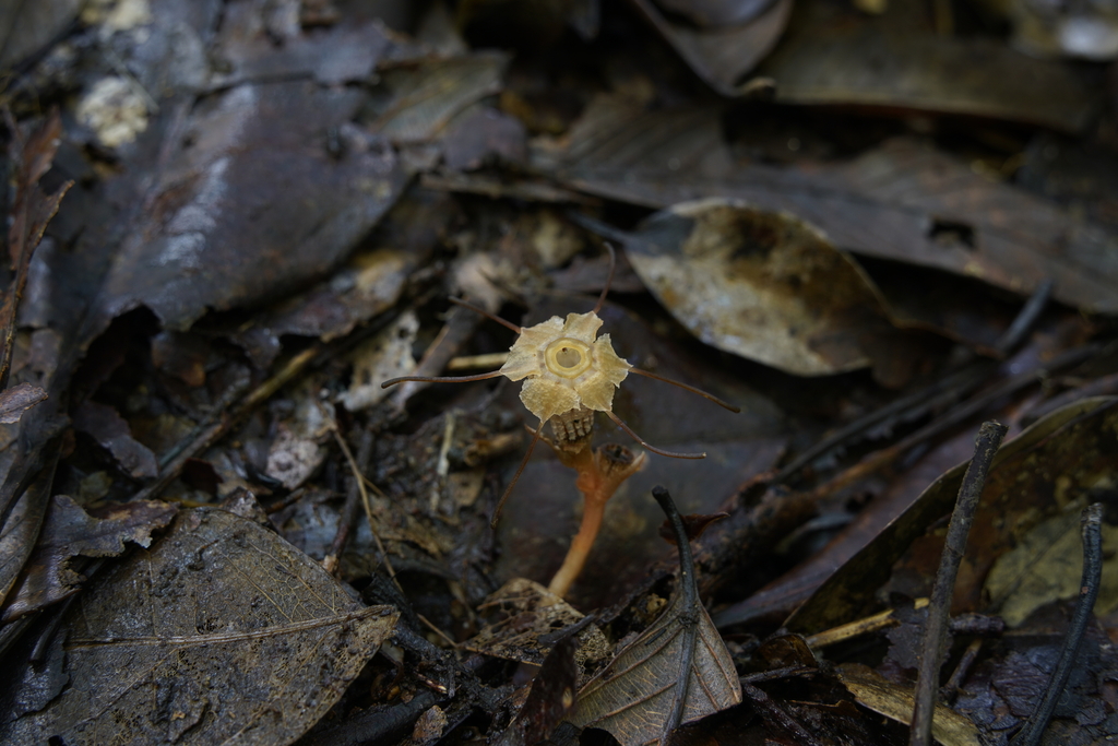 Thismia annamensis (Thismia annamensis)
