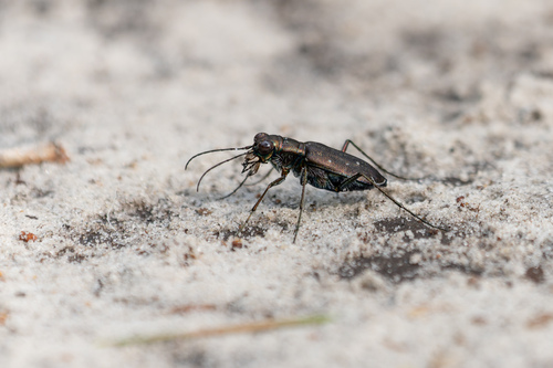 Cicindela punctulata Olivier, 1790