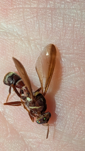 Dacus axanus