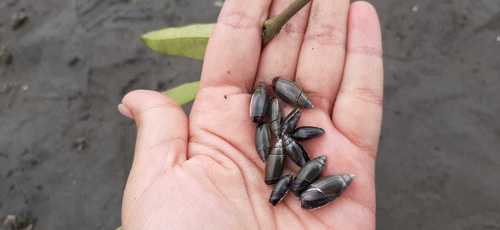 Olivella volutella