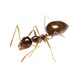 American Winter Ant - Photo (c) Aaron Stoll, all rights reserved, uploaded by Aaron Stoll