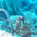 Observation photo