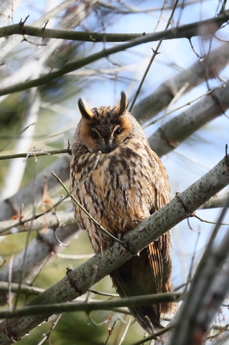 View observation of {o.common_name} on iNaturalist