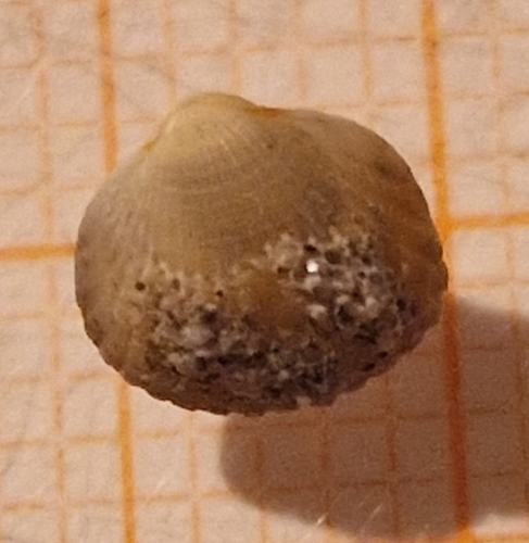 Cerastoderma glaucum