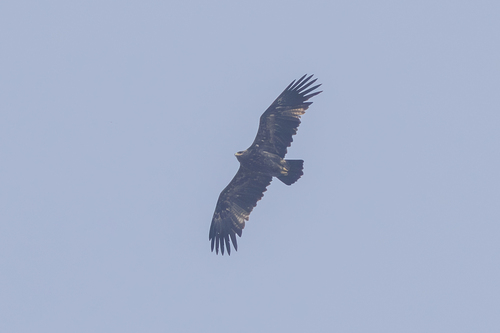 Greater Spotted Eagle