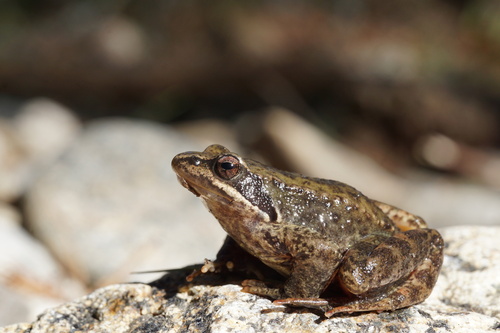 Iberian Frog