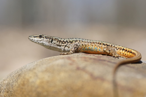 Green Iberian Wall Lizard