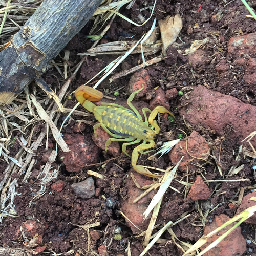 Centruroides limpidus