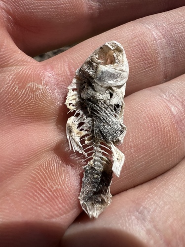 Pecos Pupfish × Sheepshead Minnow