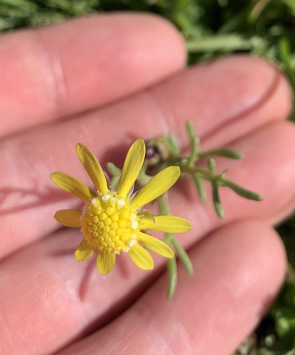 iNaturalist observation photo of Blennosperma nanum nanum