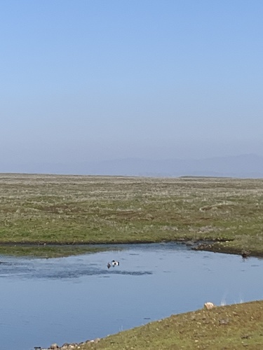 iNaturalist observation photo of Northern Shoveler