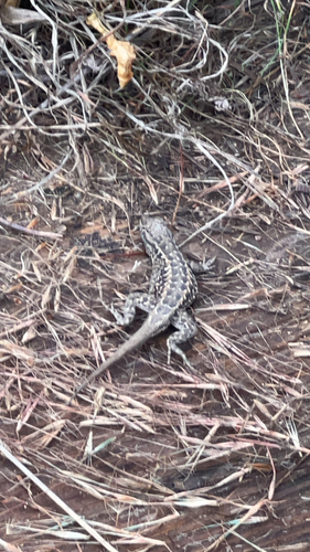 iNaturalist observation photo of Western Side-blotched Lizard