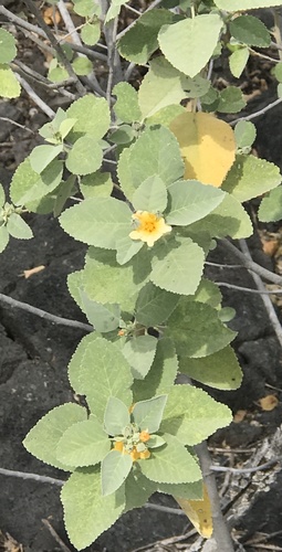 yellow ʻilima