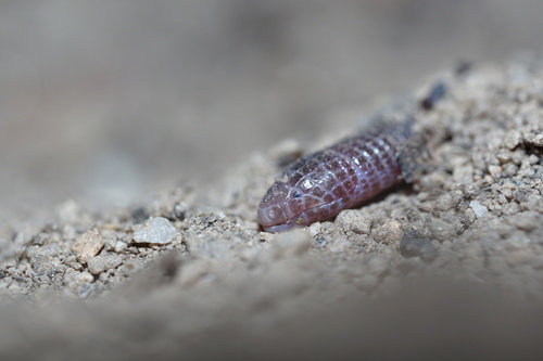 Central Iberian Worm Lizard
