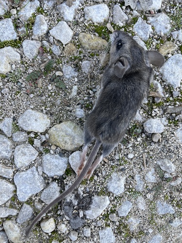 iNaturalist observation photo of Gambel's Deer Mouse