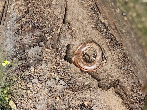 iNaturalist observation photo of Gilbert's Skink