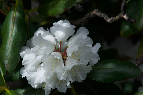 Rhododendron przewalskii