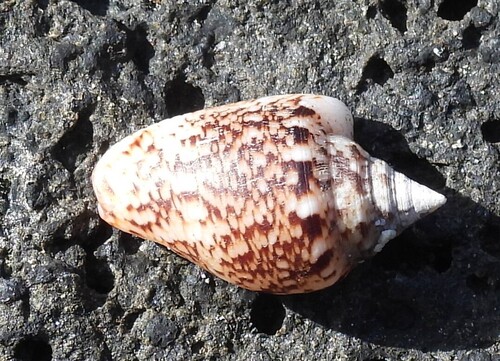 Columbella adansoni