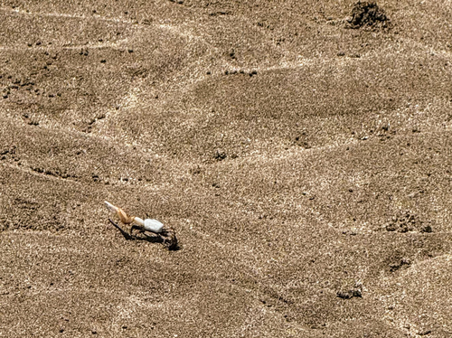 Thin-fingered Fiddler Crab