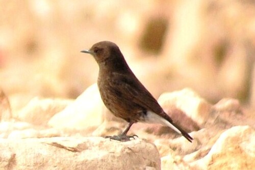 Black Wheatear
