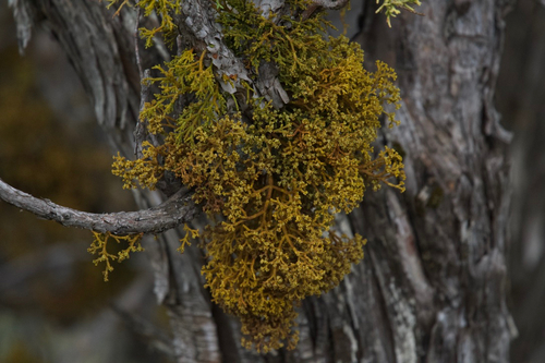 Keteleeria Dwarf-Mistletoe (Arceuthobium chinense)