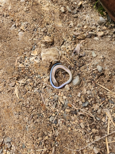 iNaturalist observation photo of Gilbert's Skink