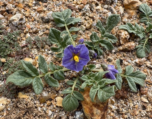 Solanum acaule