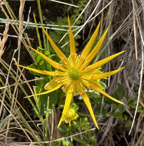 Ranunculus lancipetalus