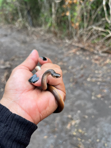 Black-headed Snake