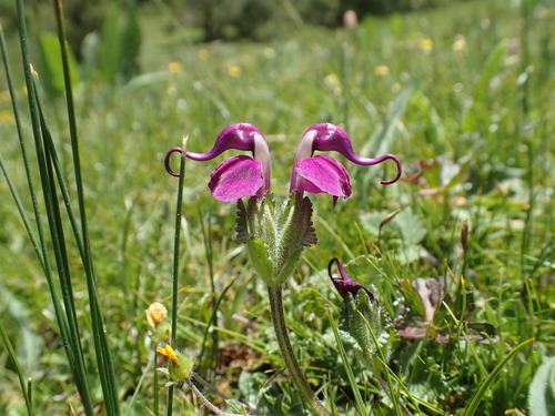 Pedicularis integrifolia