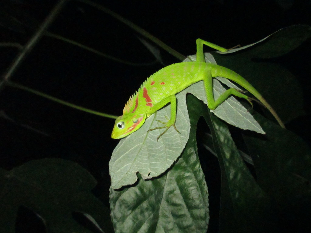 Great Crested Canopy Lizard from Carita, Pandeglang Regency, Banten ...