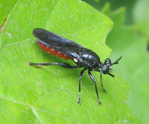 Lampria bicolor (Wiedemann, 1828)