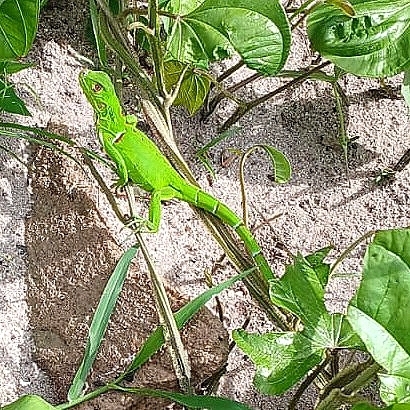 Green Iguana