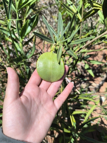 Anemopaegma arvense
