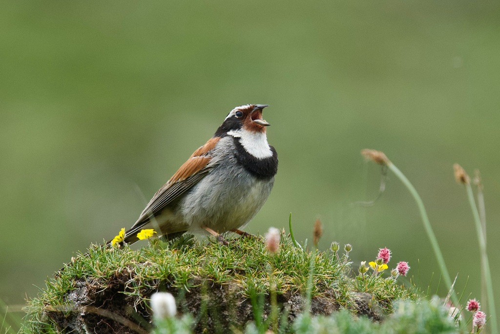 Tibetan Bunting photo