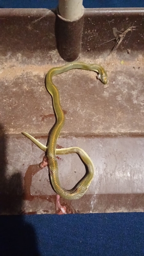 Aurora House Snake