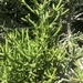 Euphorbia tirucalli - Photo (c) kacline, כל הזכויות שמורות