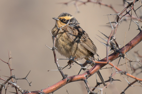 Siberian Accentor