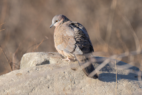 Spotted Dove