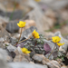 Ranunculus glareosus - Photo (c) HUANG QIN, all rights reserved, uploaded by HUANG QIN