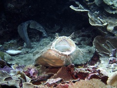 Wobbegong Shark
